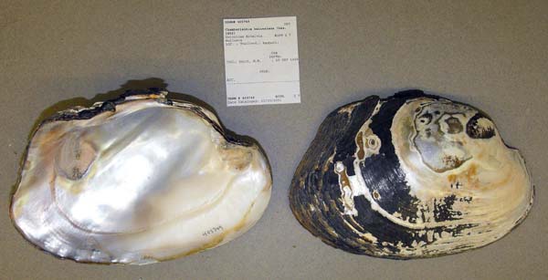 image of lot USNM_405749