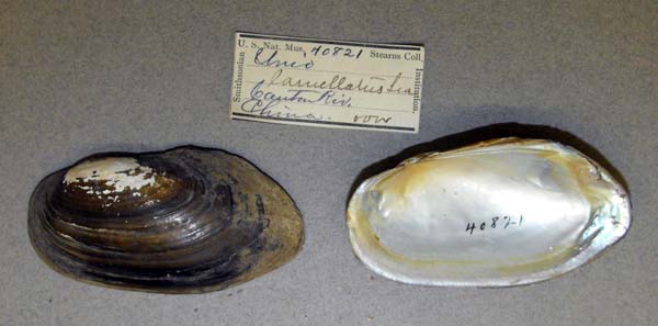 image of lot USNM_40821