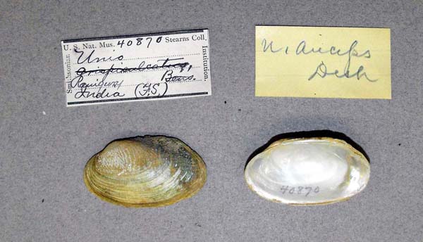 image of lot USNM_40870