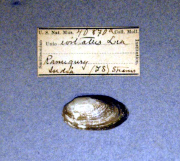 image of lot USNM_40870