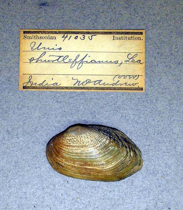 image of lot USNM_41035