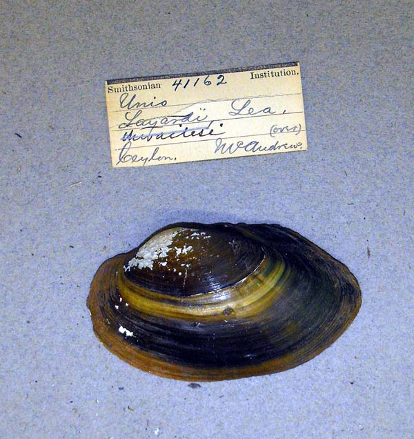 image of lot USNM_41162