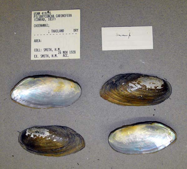 image of lot USNM_419255