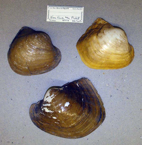 image of lot USNM_419658