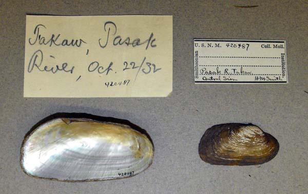 image of lot USNM_420487