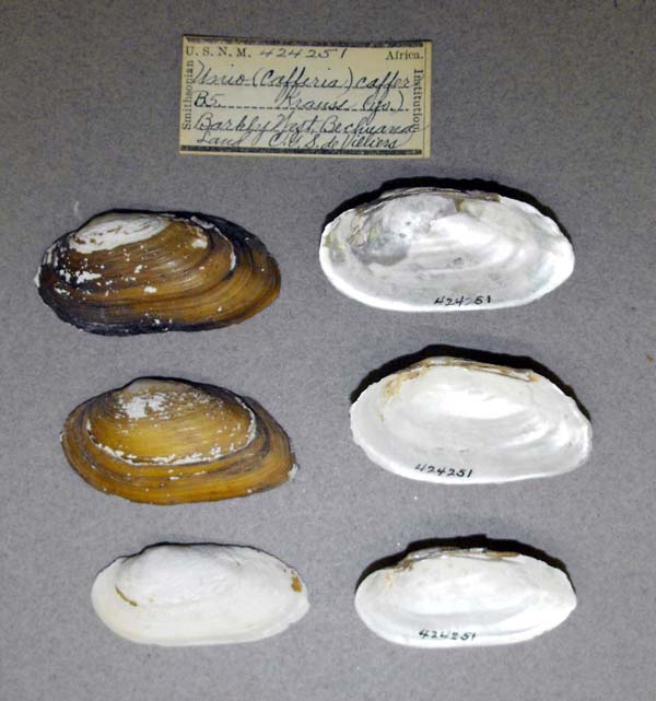 image of lot USNM_424251