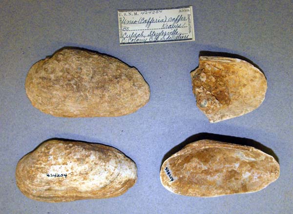 image of lot USNM_424254