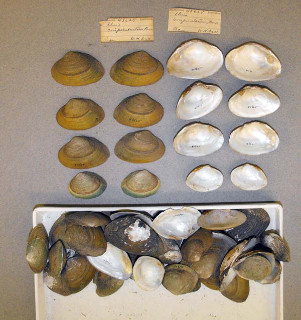 image of lot USNM_43625