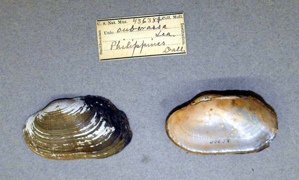 image of lot USNM_436389