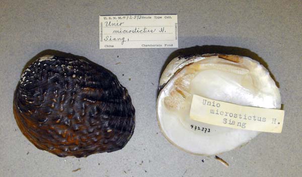 image of lot USNM_472373