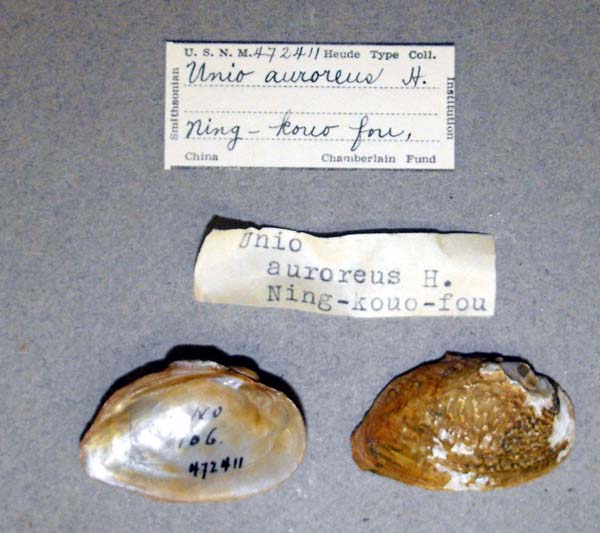 Decorative image of a representative of Diaurora aurorea