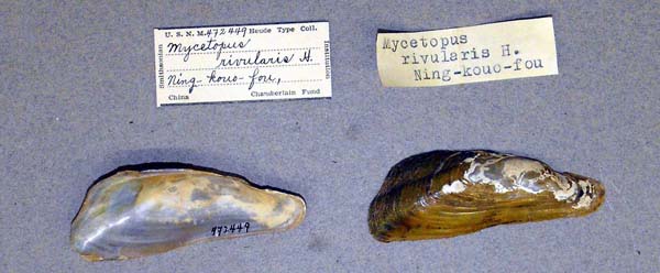 image of lot USNM_472449