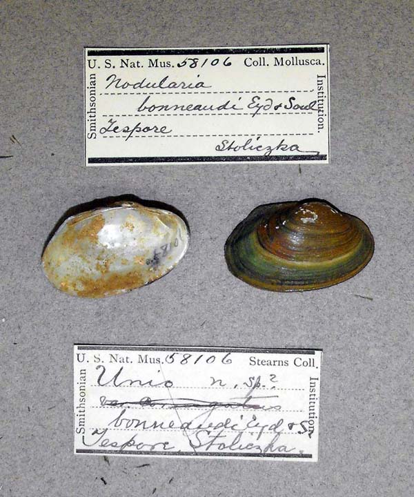 image of lot USNM_58106