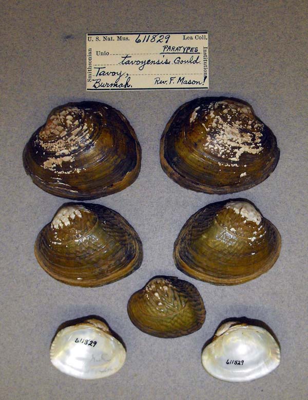 image of lot USNM_611829