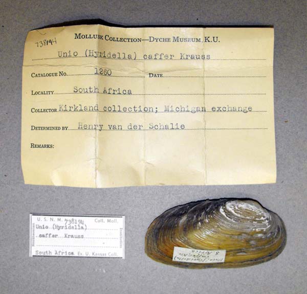 image of lot USNM_738194