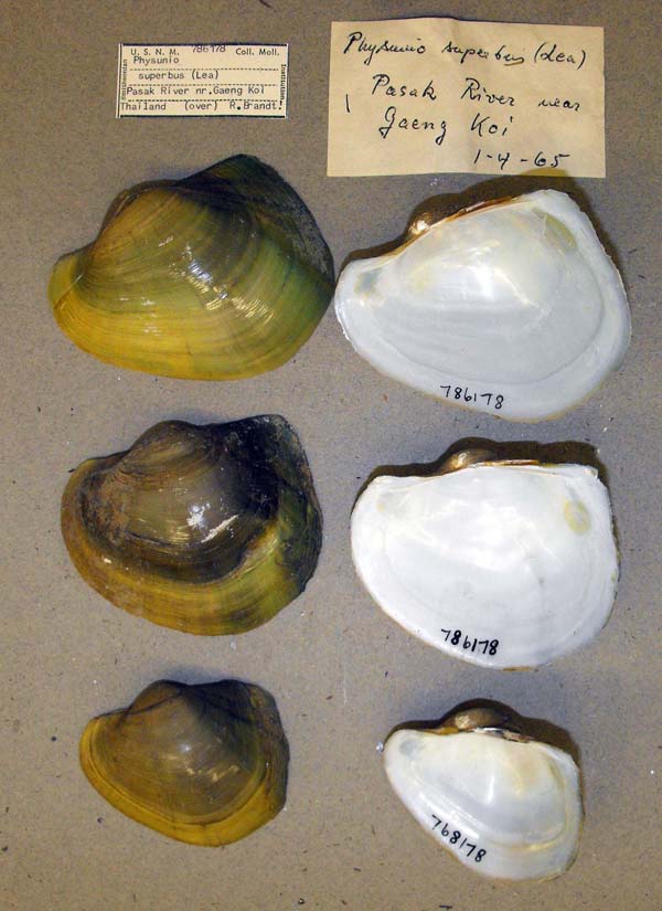 image of lot USNM_786178