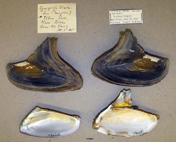 image of lot USNM_786180