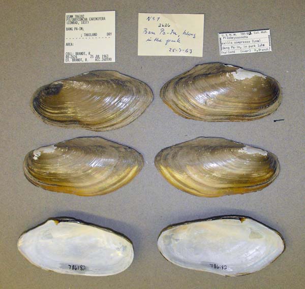 image of lot USNM_786182