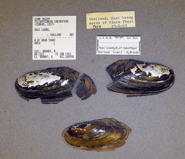 image of lot USNM_786185