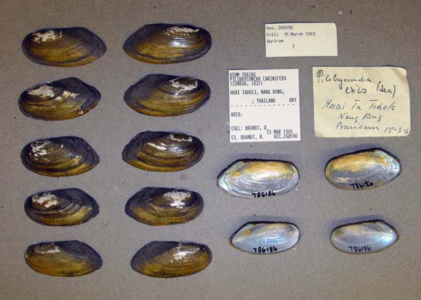 image of lot USNM_786186