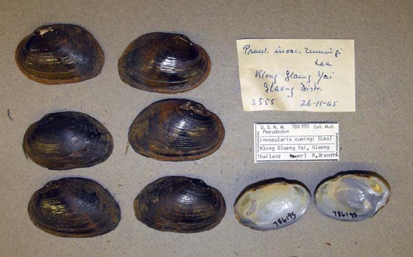 image of lot USNM_786195