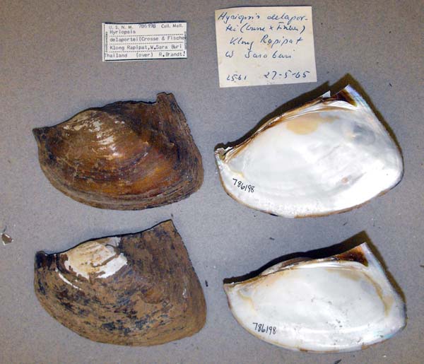 image of lot USNM_786198