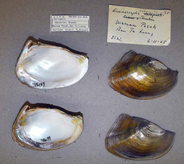 image of lot USNM_786199