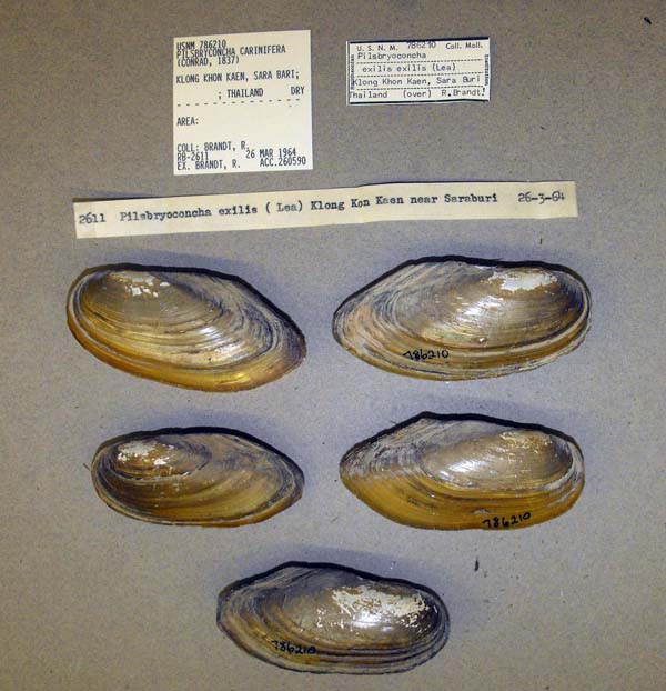 image of lot USNM_786210