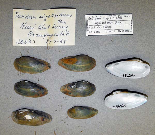 image of lot USNM_786216