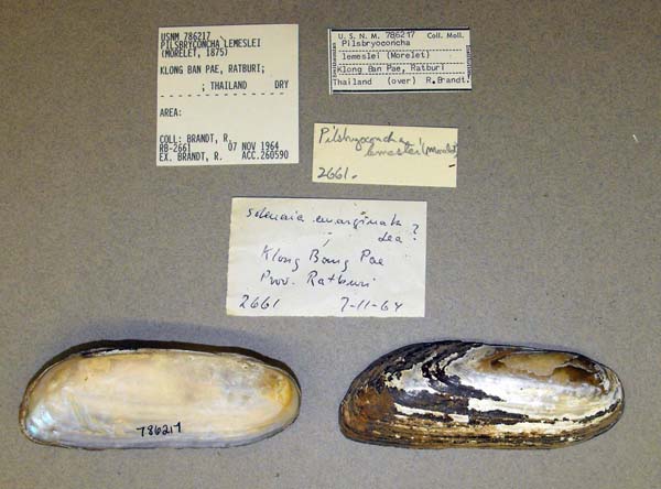 image of lot USNM_786217