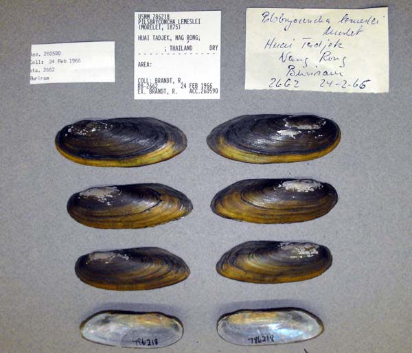 image of lot USNM_786218