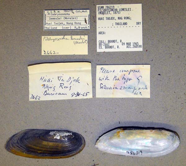 image of lot USNM_786219