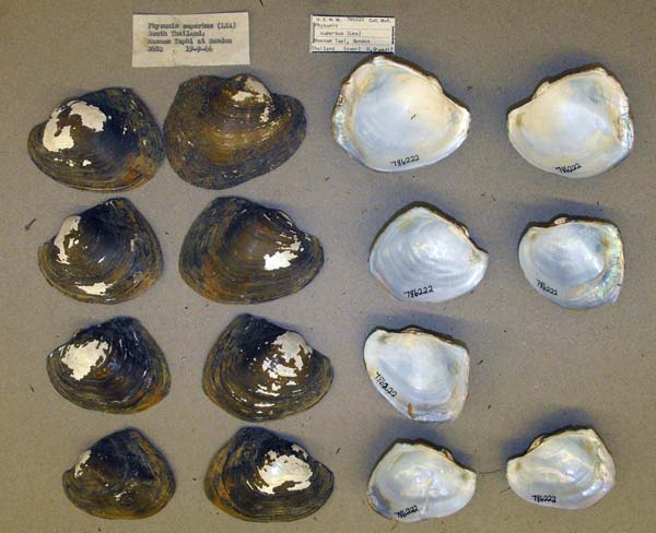 image of lot USNM_786222