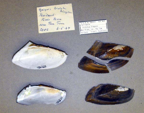 image of lot USNM_786223