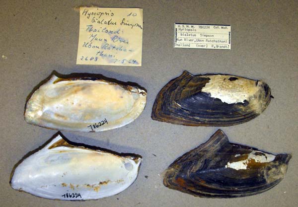 image of lot USNM_786224