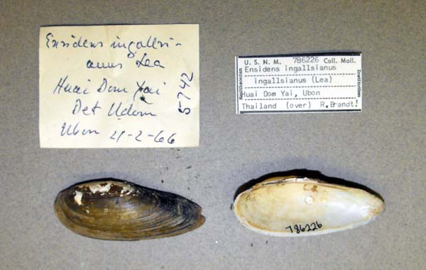 image of lot USNM_786226