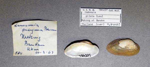 image of lot USNM_786227