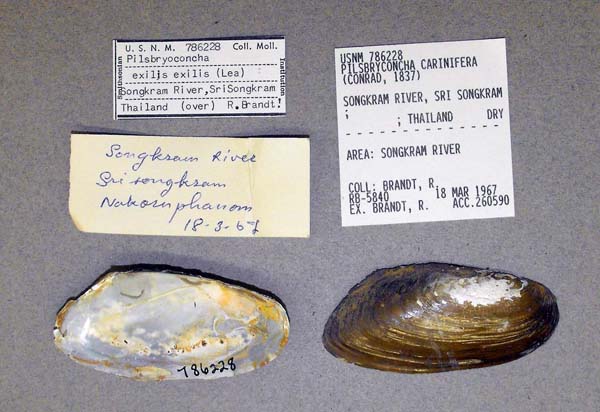 image of lot USNM_786228