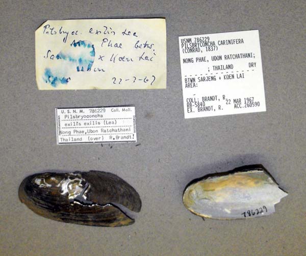 image of lot USNM_786229