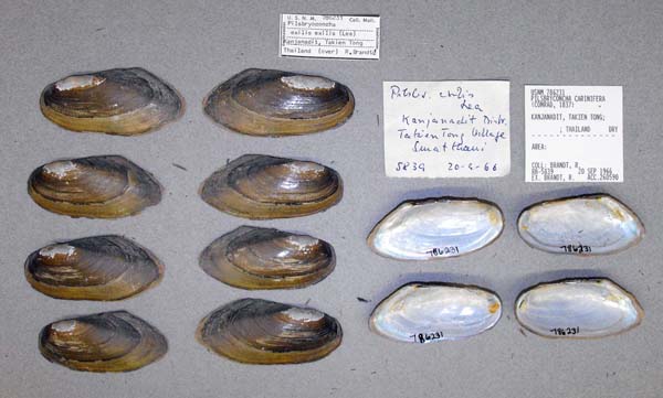 image of lot USNM_786231