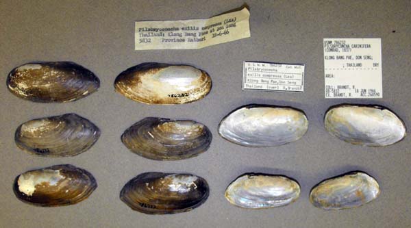 image of lot USNM_786232