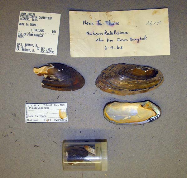 image of lot USNM_786234