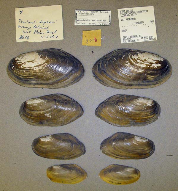 image of lot USNM_786235