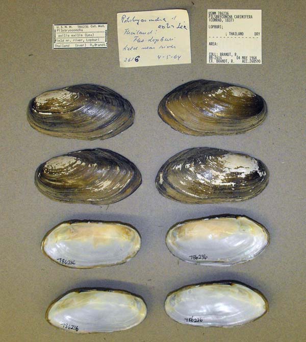 image of lot USNM_786236