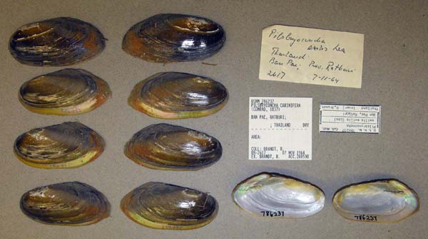 image of lot USNM_786237