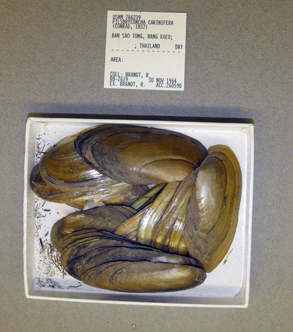 image of lot USNM_786239