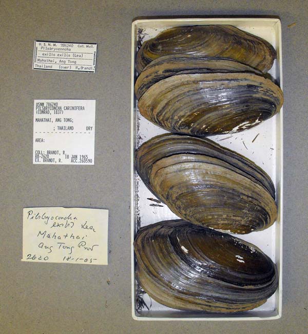 image of lot USNM_786240