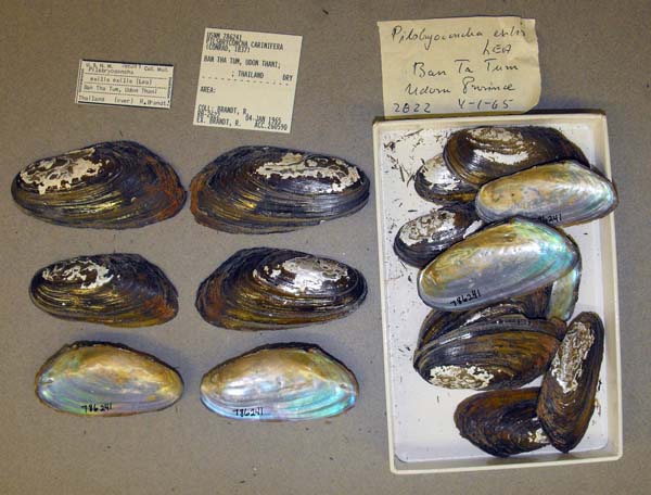 image of lot USNM_786241