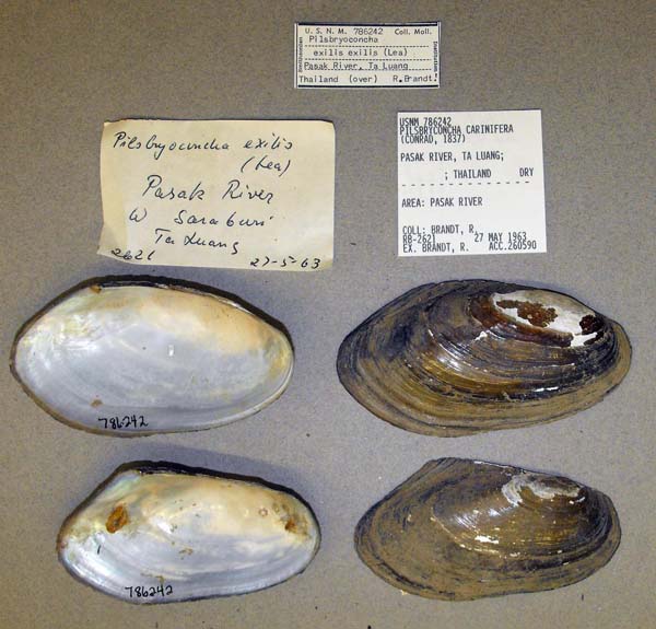 image of lot USNM_786242