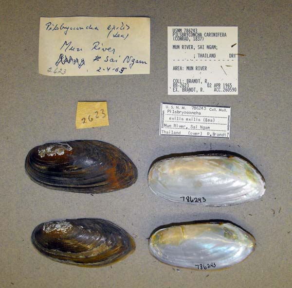 image of lot USNM_786243